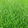 Thảm cỏ nhân tạo 3cm, 2cm chất lượng cao lắp đặt cho sân chơi trẻ em NK8-001