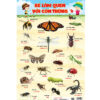 Tranh các loại côn trùng cho bé làm quen TTI-039