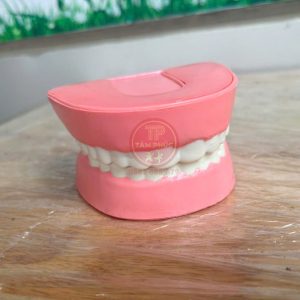 Mô hình hàm răng bằng nhựa TTN-023