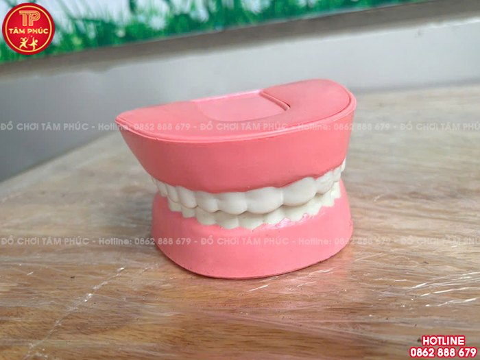 Mô hình hàm răng bằng nhựa TTN-023