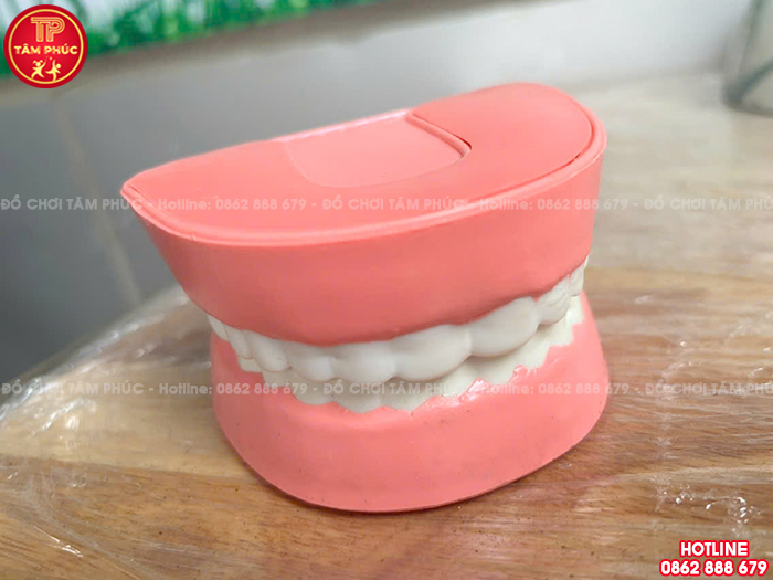 Mô hình hàm răng bằng nhựa TTN-023