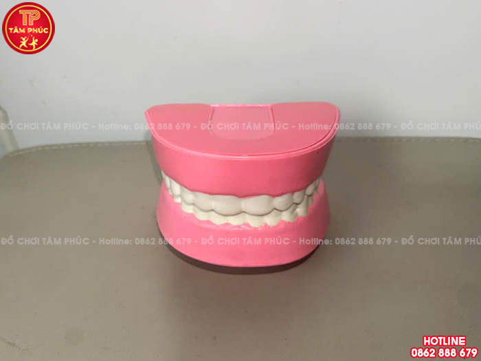Mô hình hàm răng bằng nhựa TTN-023