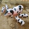 Bộ tượng đàn lợn cho vườn cổ tích mầm non TP8-034