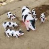 Bộ tượng đàn lợn cho vườn cổ tích mầm non TP8-034